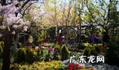 北京庭院适合种什么花 北京的院子适合种什么花