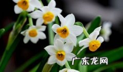 水仙花能在室内养吗好养吗 水仙花能在室内养吗