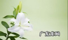 百合花适合祭祀吗 百合花适合祭祀吗图片