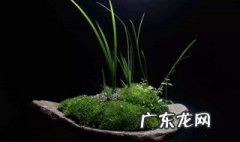 四雅指的是什么 四雅是哪四雅