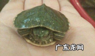 一岁多的乌龟吃什么食物好 一岁多的乌龟吃什么