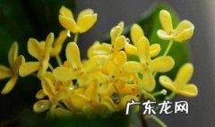 桂花适合什么时候截枝 桂花枝接什么季节最好