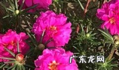 宿根太阳花的养殖方法 宿根太阳花的养殖方法图片
