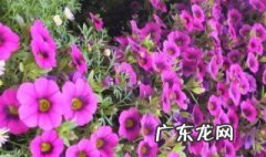 喇叭花怎么种才能养好 喇叭花种植时间和方法