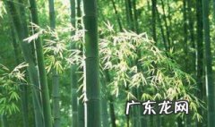 四季竹种植方法和注意事项 四季竹的养殖方法和注意事项