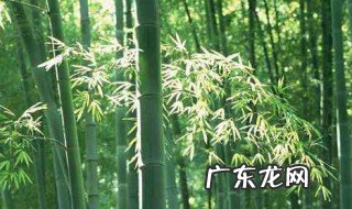 四季竹种植方法和注意事项 四季竹的养殖方法和注意事项