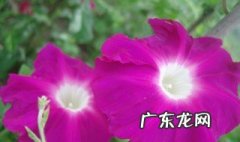 喇叭花怎么种植盆栽 喇叭花怎么种植