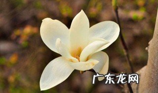 白玉兰花繁殖方法和时间 白玉兰花繁殖方法和时间表