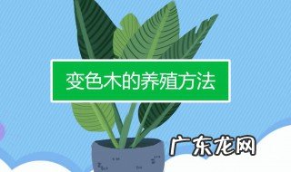 变色木的养护方法 变色木浇水的养殖方法