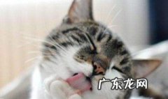 猫一般因为什么会吐 猫一般因为什么会吐黄水