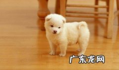 狗为什么容易有眼屎 为什么狗会有眼屎