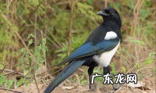 喜鹊为什么要建巢 喜鹊为什么要建巢养