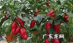 种植的朝天椒什么时候收获? 种植的朝天椒什么时候收获