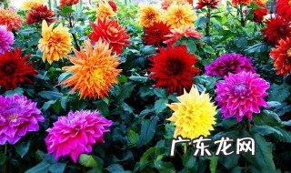 大丽花球根栽下多少天能发芽 大丽花球根种植方法