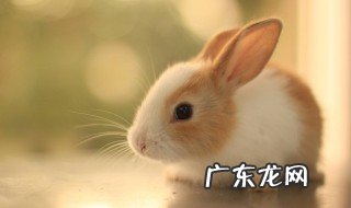 兔子磨牙可以吃什么树枝好 兔子磨牙可以吃什么树枝