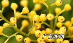米兰怕晒太阳吗冬天 米兰怕晒太阳吗
