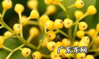 米兰怕晒太阳吗冬天 米兰怕晒太阳吗