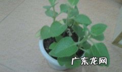 薄荷适合养在房间么 薄荷适合养在房间么
