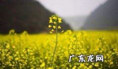 一句看油菜花的心情说说 一句看油菜花的心情