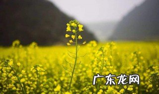 一句看油菜花的心情说说 一句看油菜花的心情