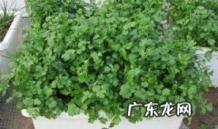 春天哪些菜适合盆栽种 春天哪些菜适合盆栽