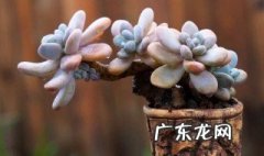 多肉适合养在室外吗 多肉适合在室外养还是室内养