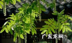 杨树地里打除草剂对杨树有危害吗 杨树被打除草剂怎么挽救
