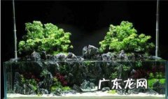 水陆缸适合养什么植物 水陆缸适合养什么植物最好