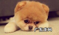 狗狗容易掉毛吃什么药 狗狗容易掉毛吃什么