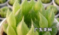 水晶掌养殖方法 水晶的养殖方法和注意事项