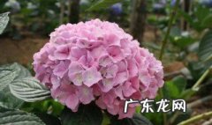 绣球小苗当年能开花吗视频 绣球小苗当年能开花吗