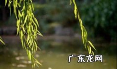 柳树叶的功效与作用 柳树叶的功效与作用吃法