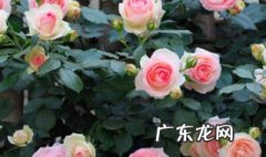 粉龙适合什么时候换盆 粉龙多久开花