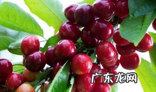 大红灯樱桃适合南方种植吗 大红灯樱桃树图片