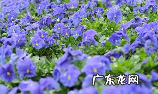 蝴蝶花好养吗 为什么不建议养蝴蝶兰