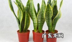 小学生书桌适合摆什么花草 小学生书桌适合摆什么花