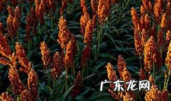北方碱性土壤适合种植什么 北方碱性土壤适合种植什么粮食作物好
