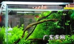 为什么说养鱼怡情 为什么说养鱼怡情不好