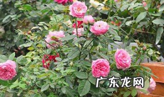 藤本月季用多大的盆 藤本月季用多大的盆合适