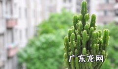 办公室适合养什么小盆栽 办公室适合养什么植物盆栽