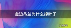 金边吊兰为什么掉叶子 金边吊兰枯叶