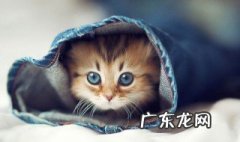 猫为什么砸东西 猫为什么砸东西咬人