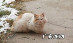 流浪猫咪为什么一直叫 流浪猫为什么总叫