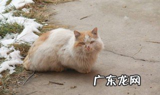 流浪猫咪为什么一直叫 流浪猫为什么总叫