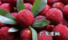 杨梅怎么保存 没洗的杨梅怎么保存