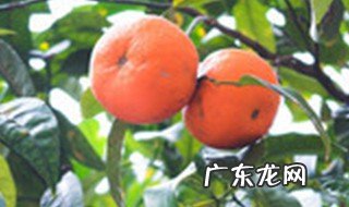 橘子树叶黄了怎么办 橘子树叶黄是怎么回事
