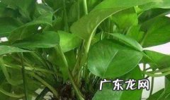 绿萝的生长环境及外形 绿萝的生长环境