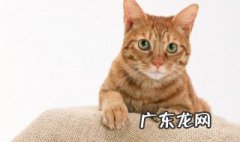 猫为什么每天吐 猫咪为什么每天吐