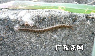 蜈蚣的足有什么作用 蜈蚣的脚有什么用