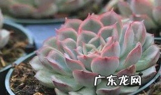 多肉植物适合生长在什么地方 多肉适合生活在什么地方
